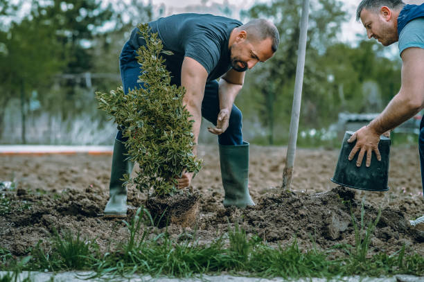 Best Stump Grinding Near Me  in USA